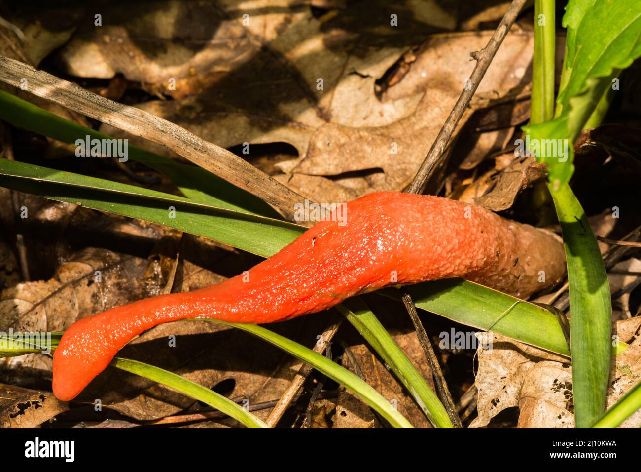 Red Stinkhorn Fungus Stock Photo