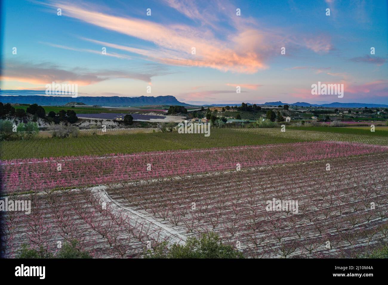 Peach blossom in Cieza La Torre. Photography of a blossoming of peach