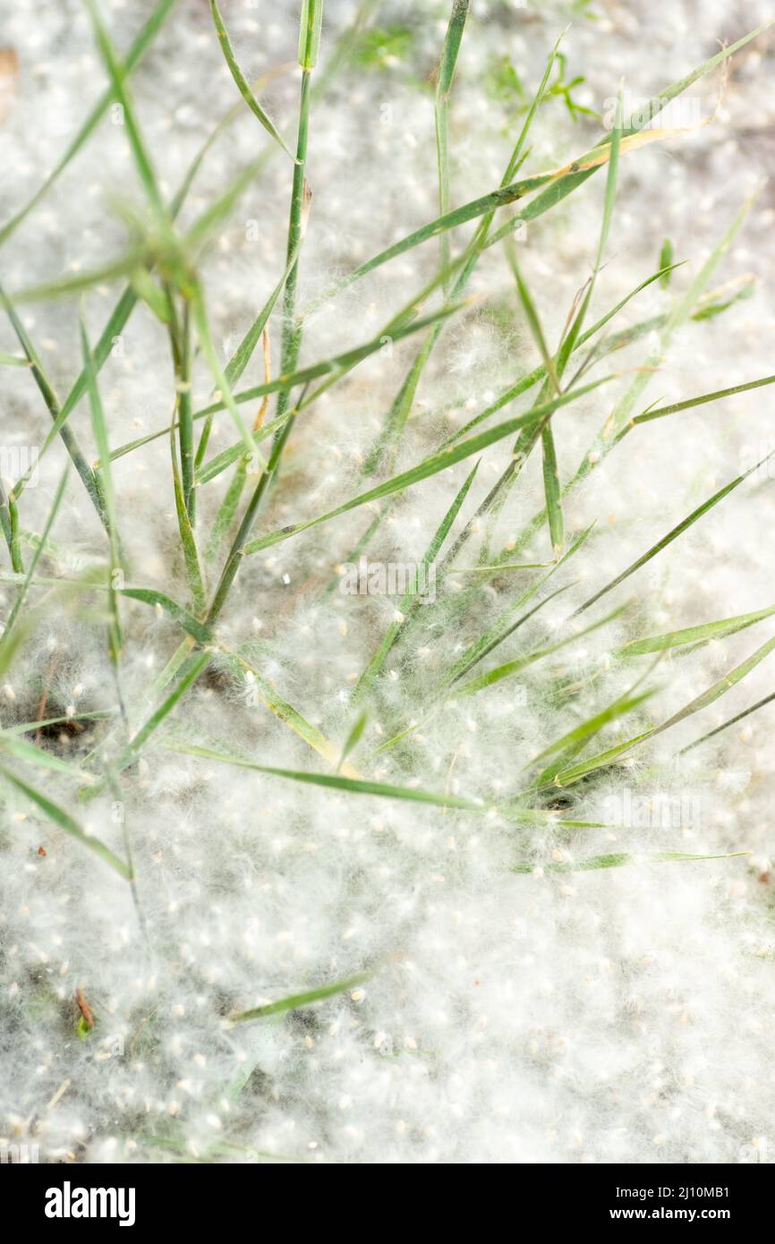 Poplar fluff on the road. Grass in poplar fluff, close-up. Fluffy fluff seeds. Reproduction of trees. Allergy to flowering trees and plants. Stock Photo