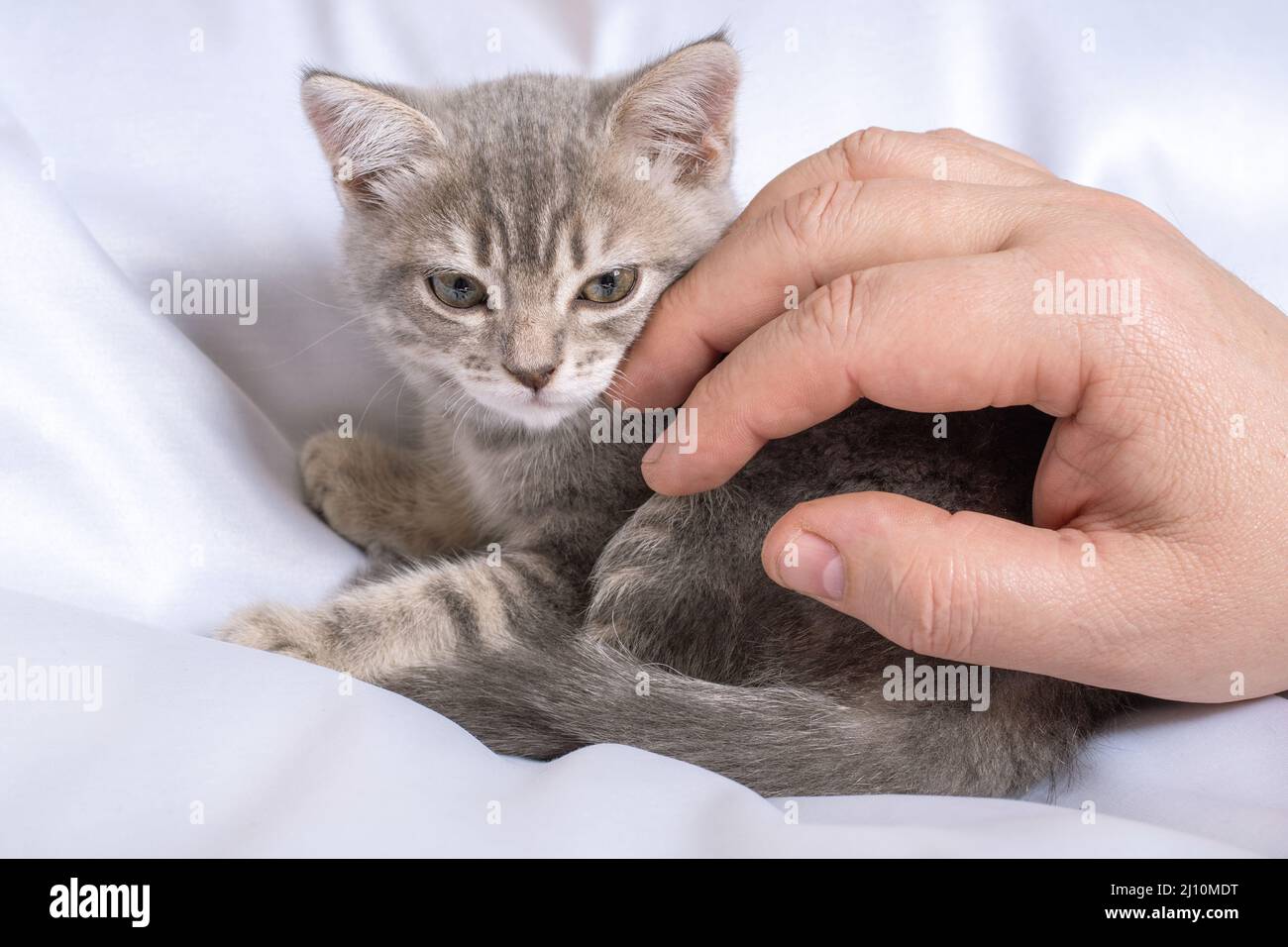 Gray striped little kitten in the hands of a man lying on a white blanket. A happy cat loves to be petted by a man. Curious little kitten falls asleep Stock Photo