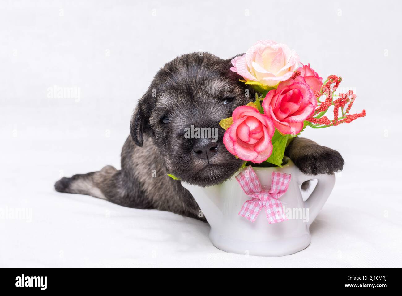 A small newborn puppy is holding artificial flowers in a vase. Small black miniature schnauzer puppy, close-up. Pet care. Gift for mom. Pets are like Stock Photo