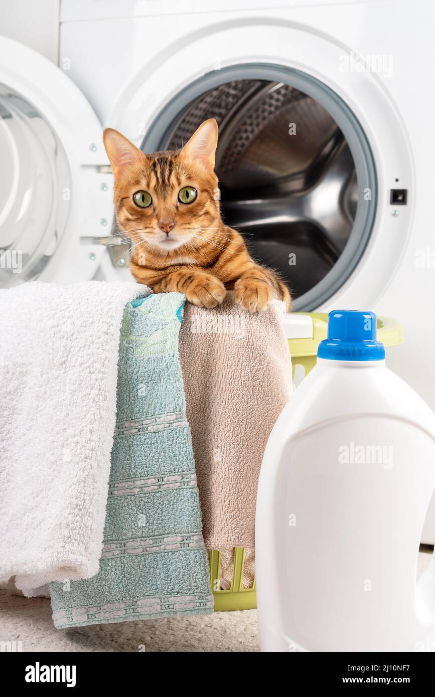Adorable domestic cat in a laundry basket. Laundry at home. Place to insert. Stock Photo