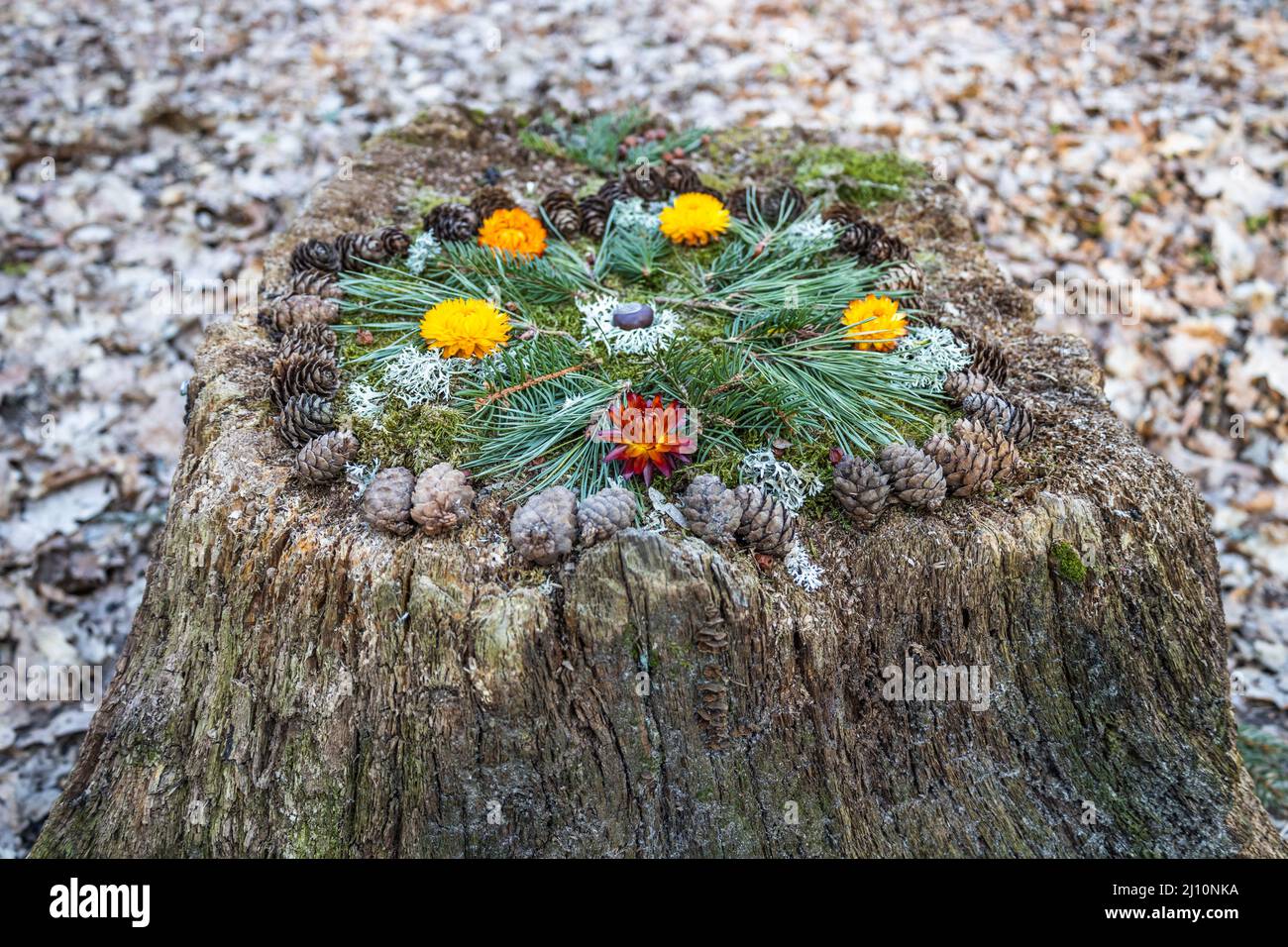Stump in the forest with fir cone, needle, and flowers Stock Photo