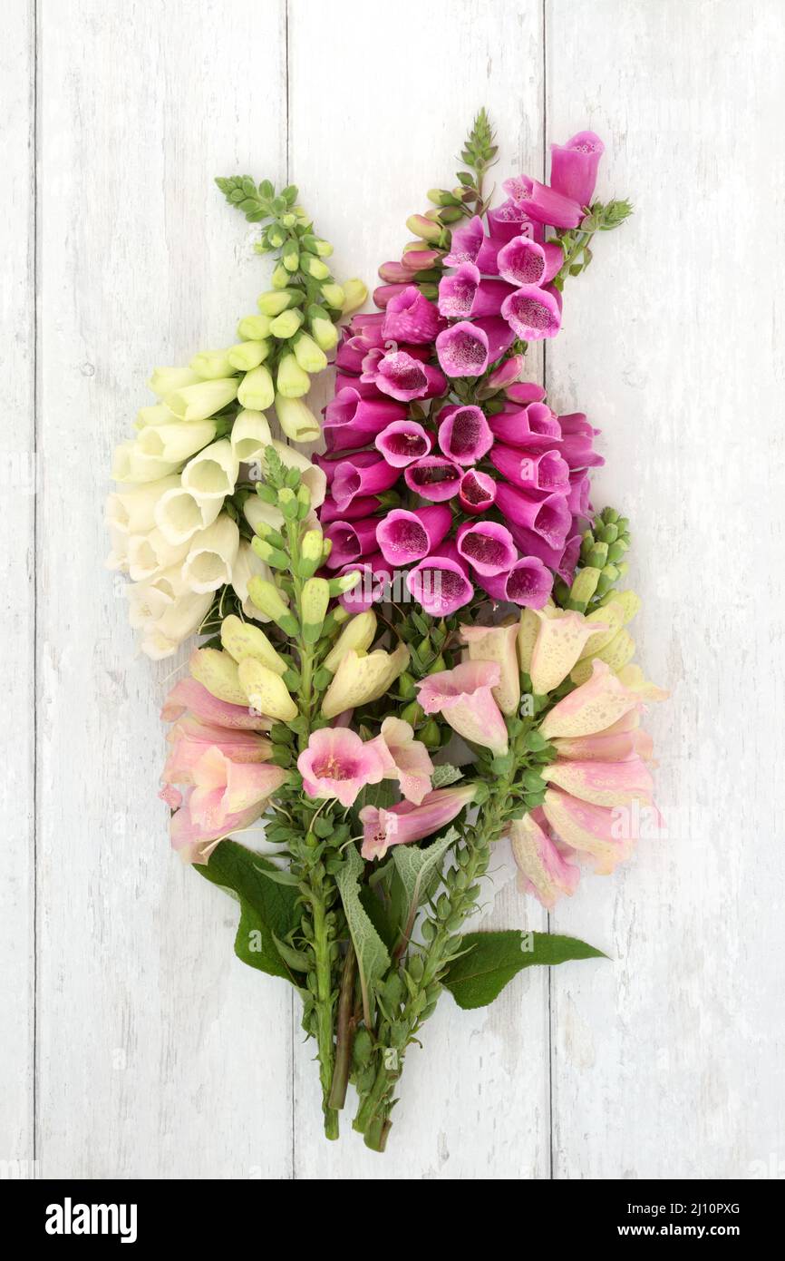 English purple foxglove wildflower bouquet on rustic white background