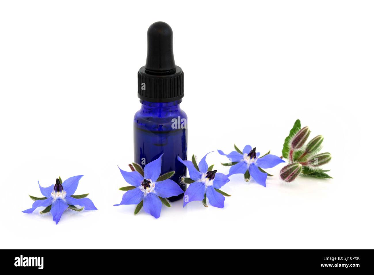 Borage herb with flowers and essential oil bottle used in natural alternative herbal plant