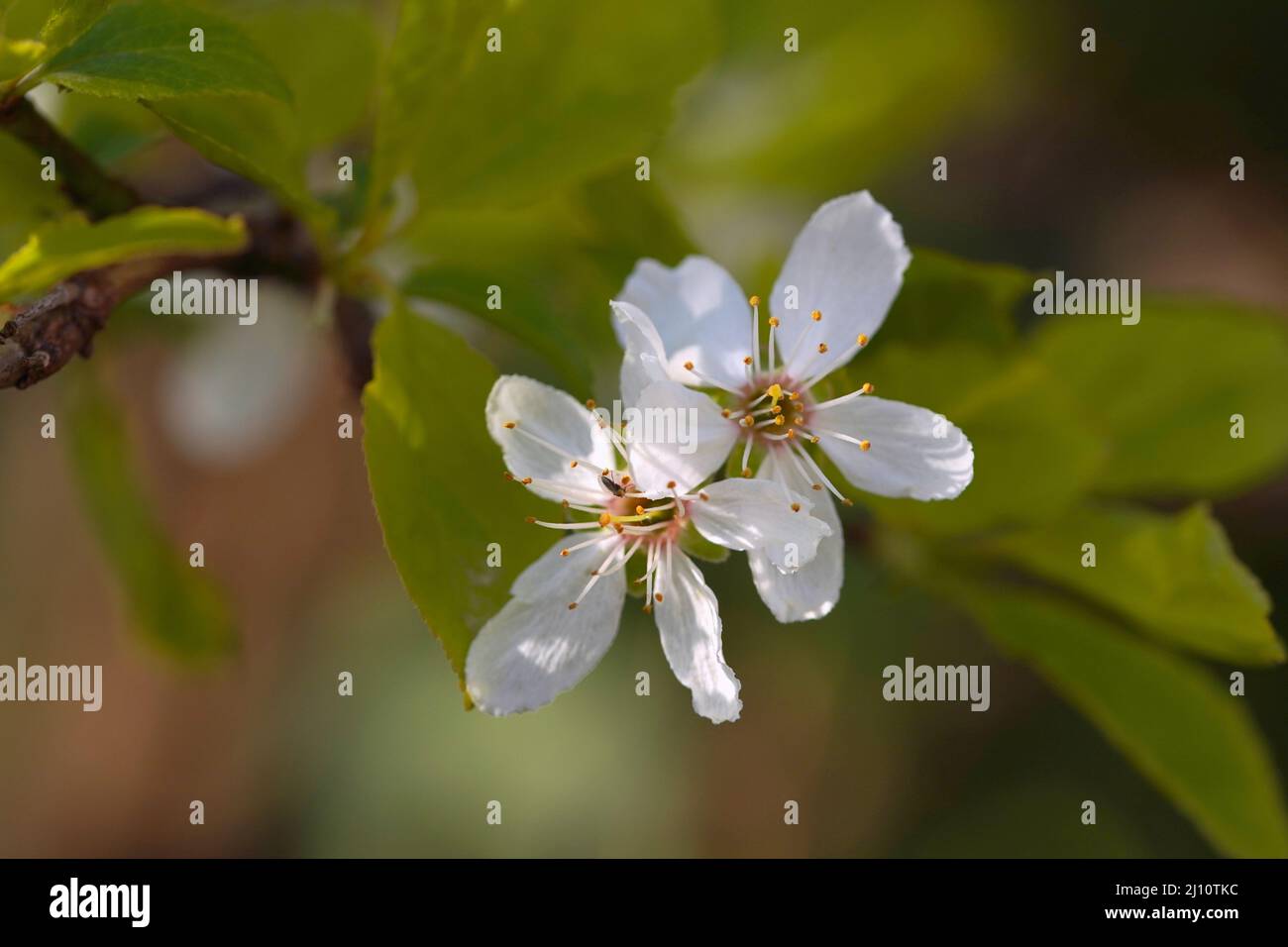 Plum mirabelle flowers Stock Photo