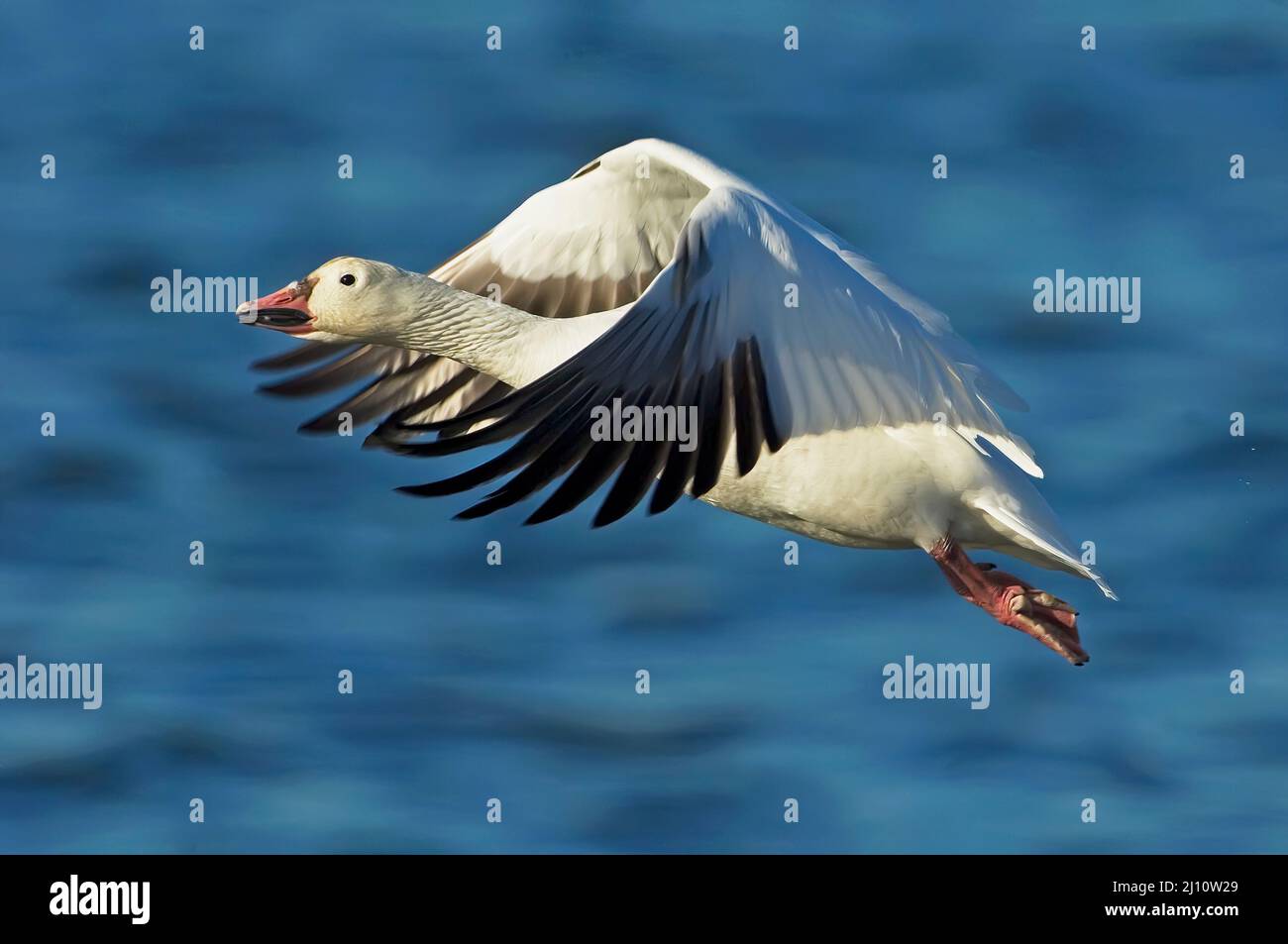 Snow Goose. Chen caerulescens. Snow geese in flight;  Gateway, NRA. Stock Photo