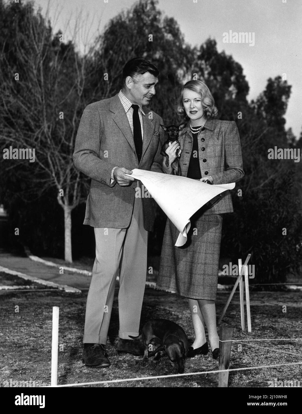 Newlyweds CLARK GABLE and his 4th Wife SYLVIA ASHLEY at Gable's Encino Ranch in California with his pet Dachshund Dog ROVER and her pet Manchester Terrier in early 1950 looking at blueprints for their new Guest House publicity for Metro Goldwyn Mayer Stock Photo