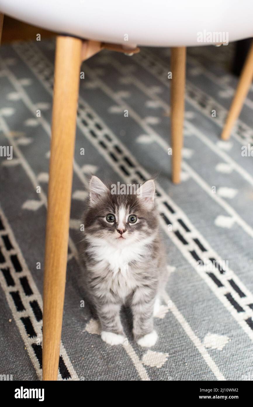 Fluffy Gray Kitten Sitting on a Gray Rug Stock Photo
