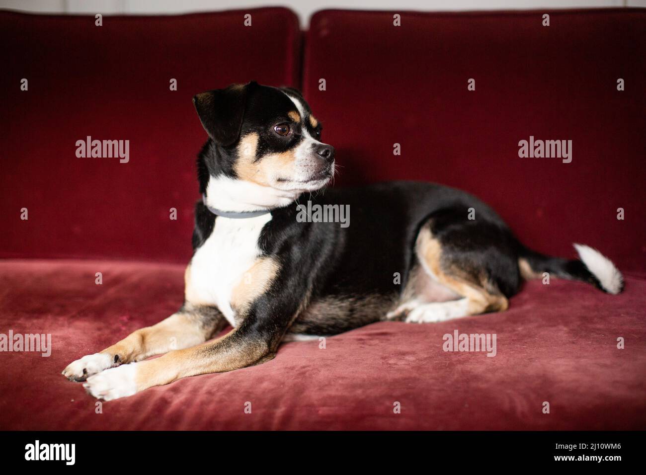 Horizontal Shot of a Black and White Dog on a Maroon Couch Stock Photo