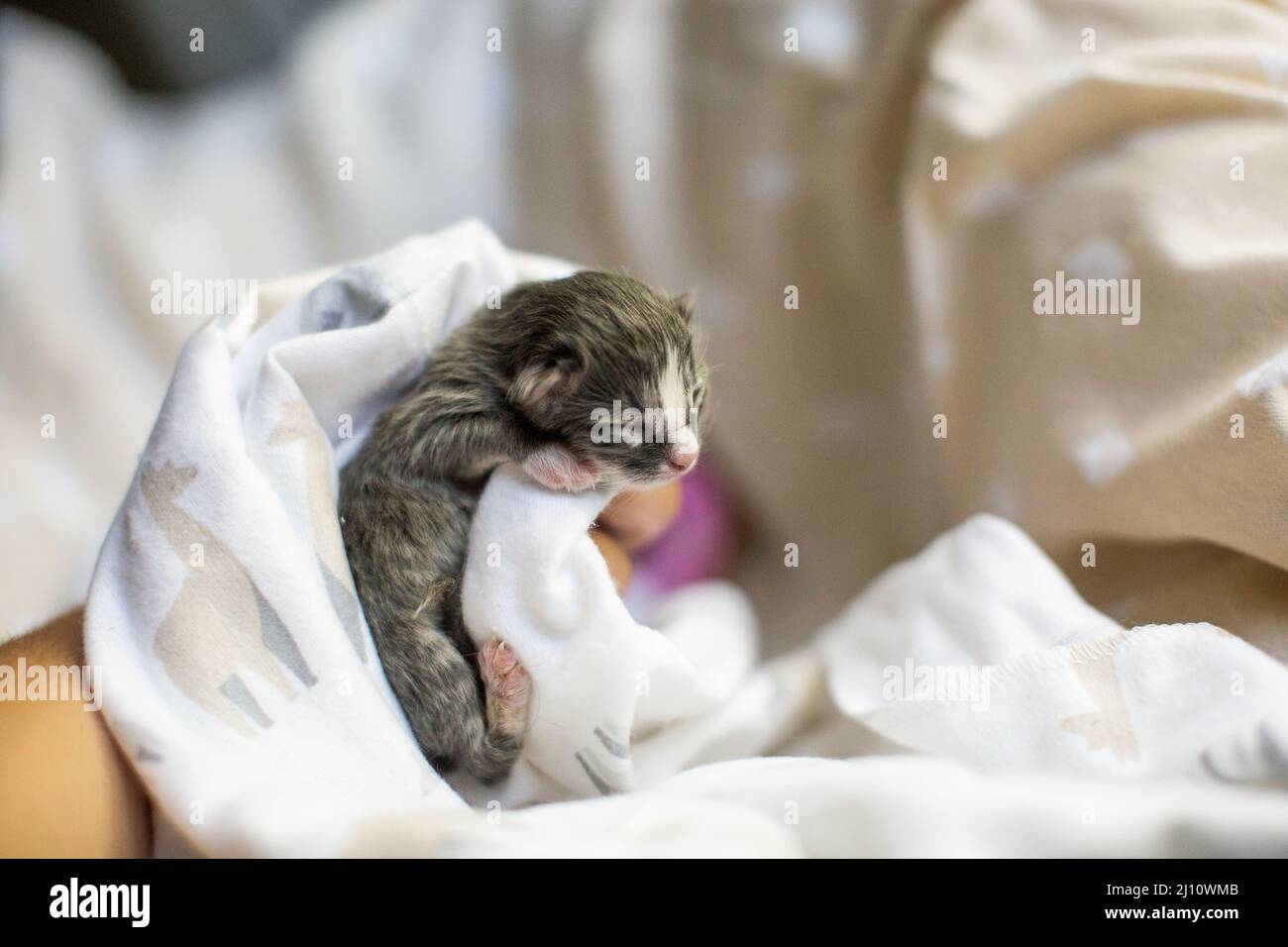 Tiny Newborn Kitten Cradled in a White Blanket Stock Photo