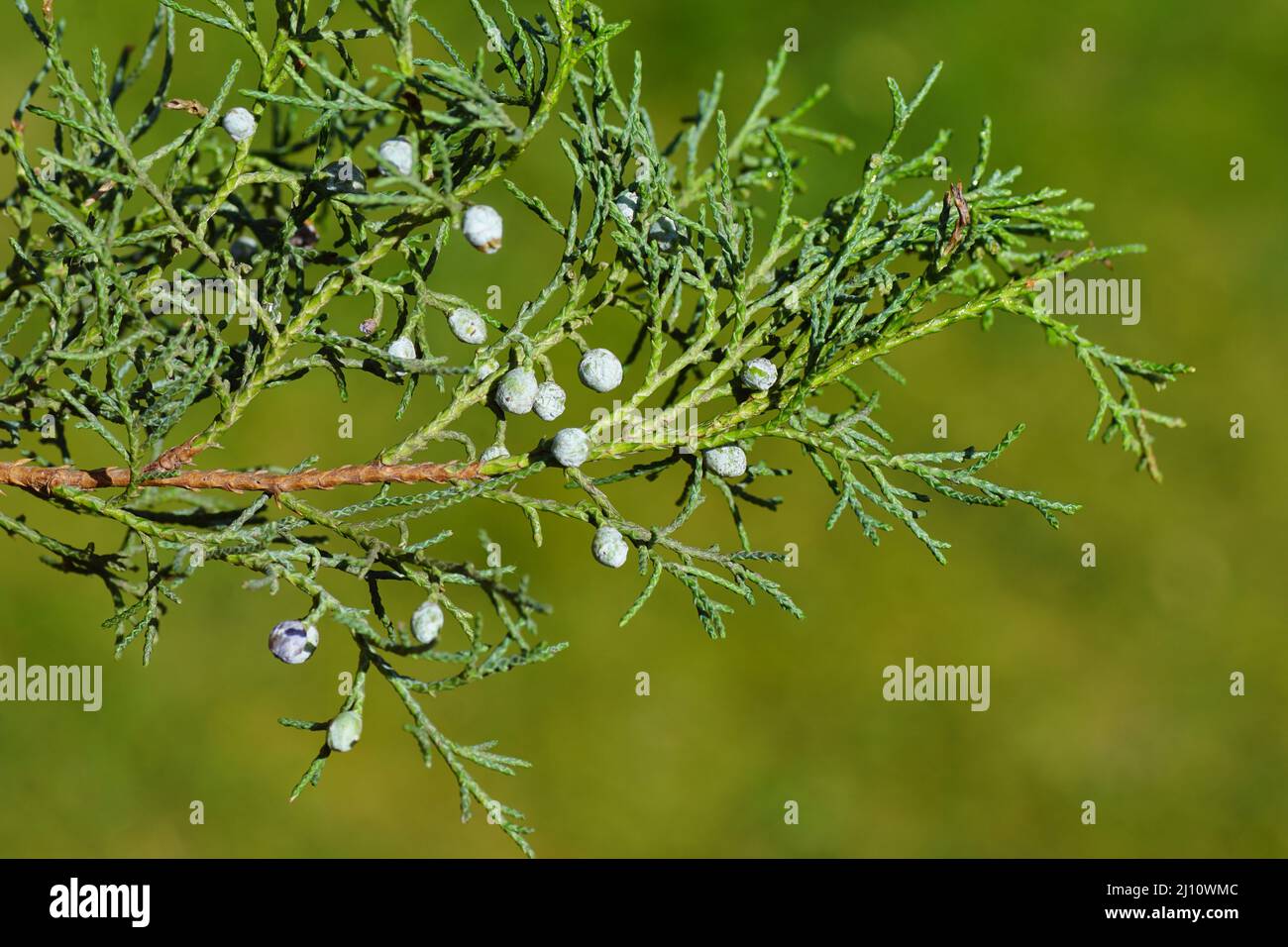 Close up green berries, cones in a branch of the shrub Juniperus communis, the common juniper, cypress family Cupressaceae. Dutch garden, May. Stock Photo