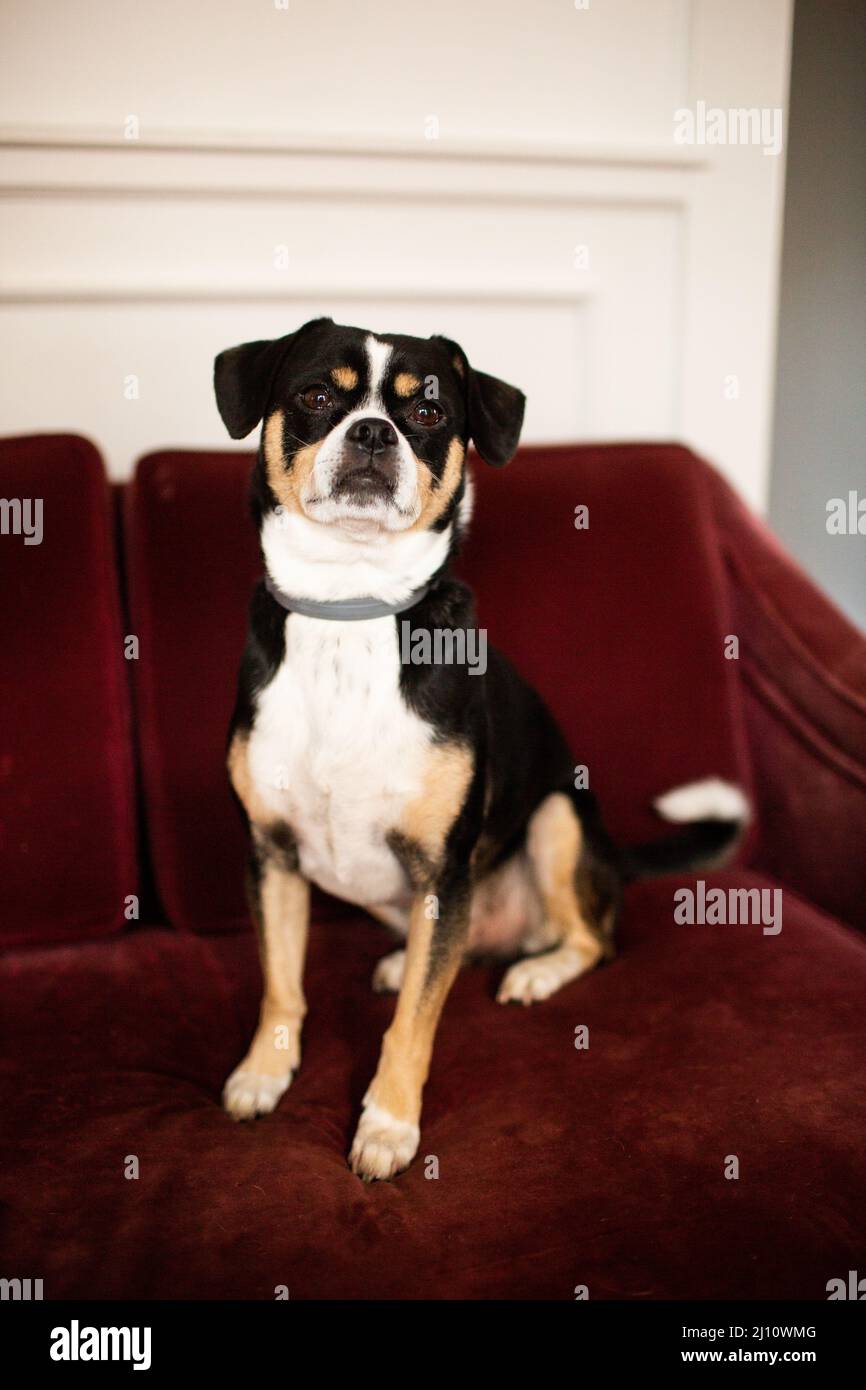 Black and White Rescue Dog Sitting on Couch Stock Photo - Alamy