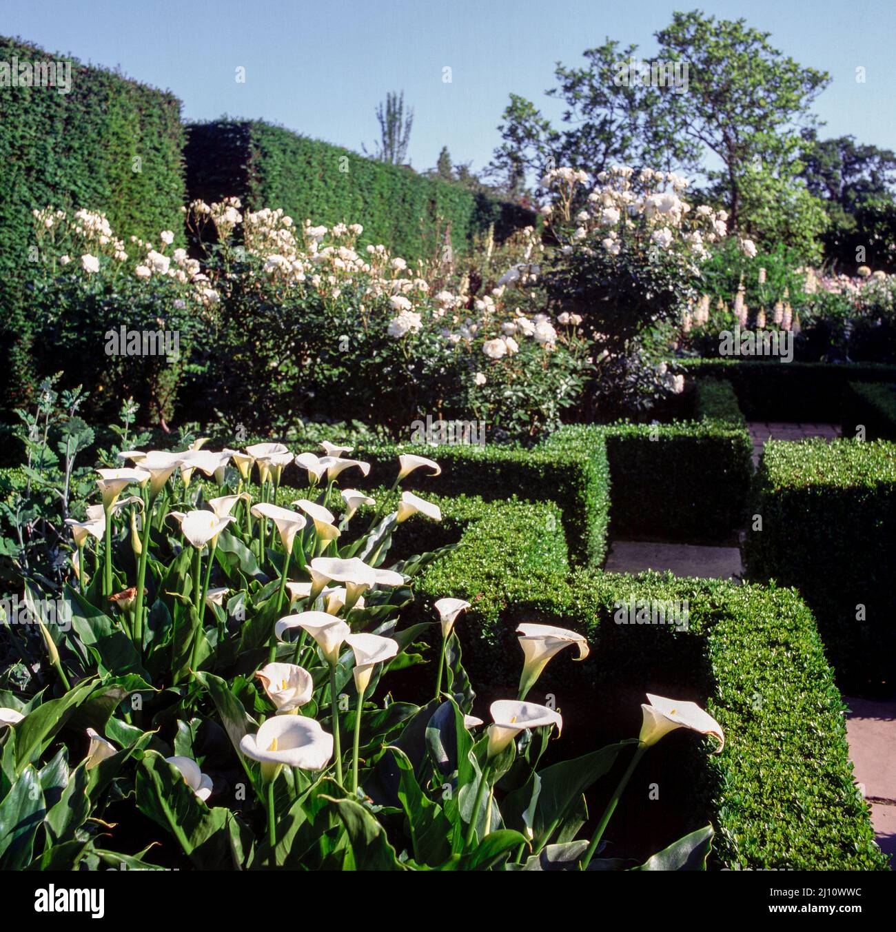 Sissinghurst Place, Weißer Garten Stock Photo Alamy