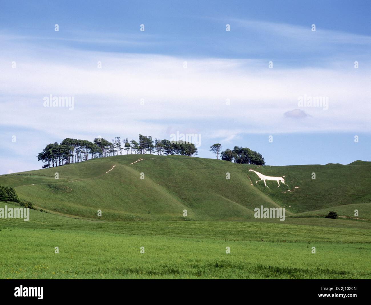 Cherhill, Weißes Pferd (Ritzzeichnung) in der Landschaft Stock Photo
