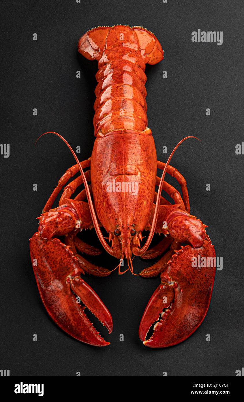 Red lobster on black background, top view Stock Photo
