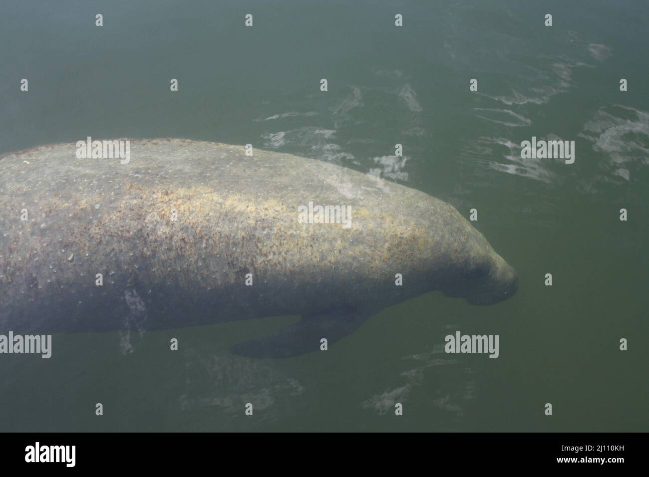 Manatee in the water of the Florida Keys Stock Photo