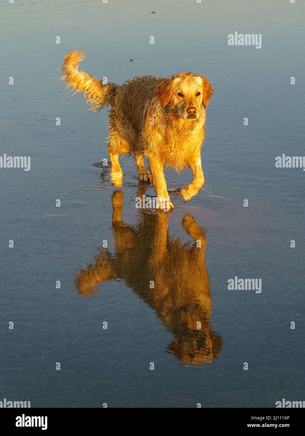 Wet Dog on the beach! Stock Photo