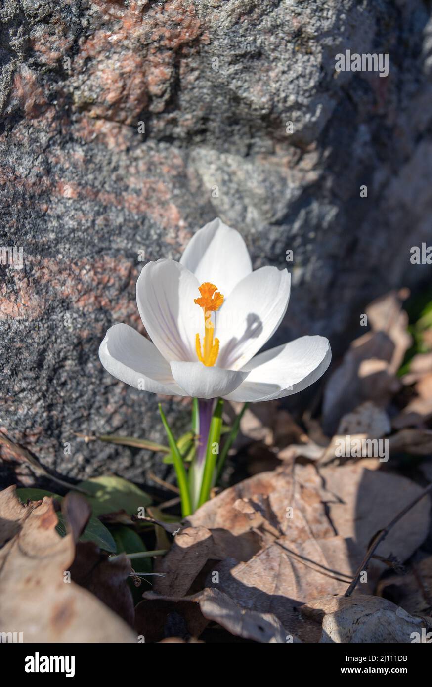 White flowered spring flowering crocus with orange style, photo: Bo Arrhed Stock Photo
