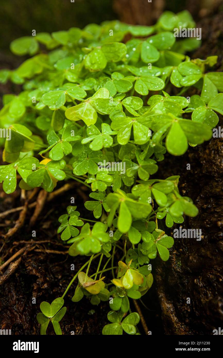 Irish luck. Cropped shot of a clover plant. Stock Photo