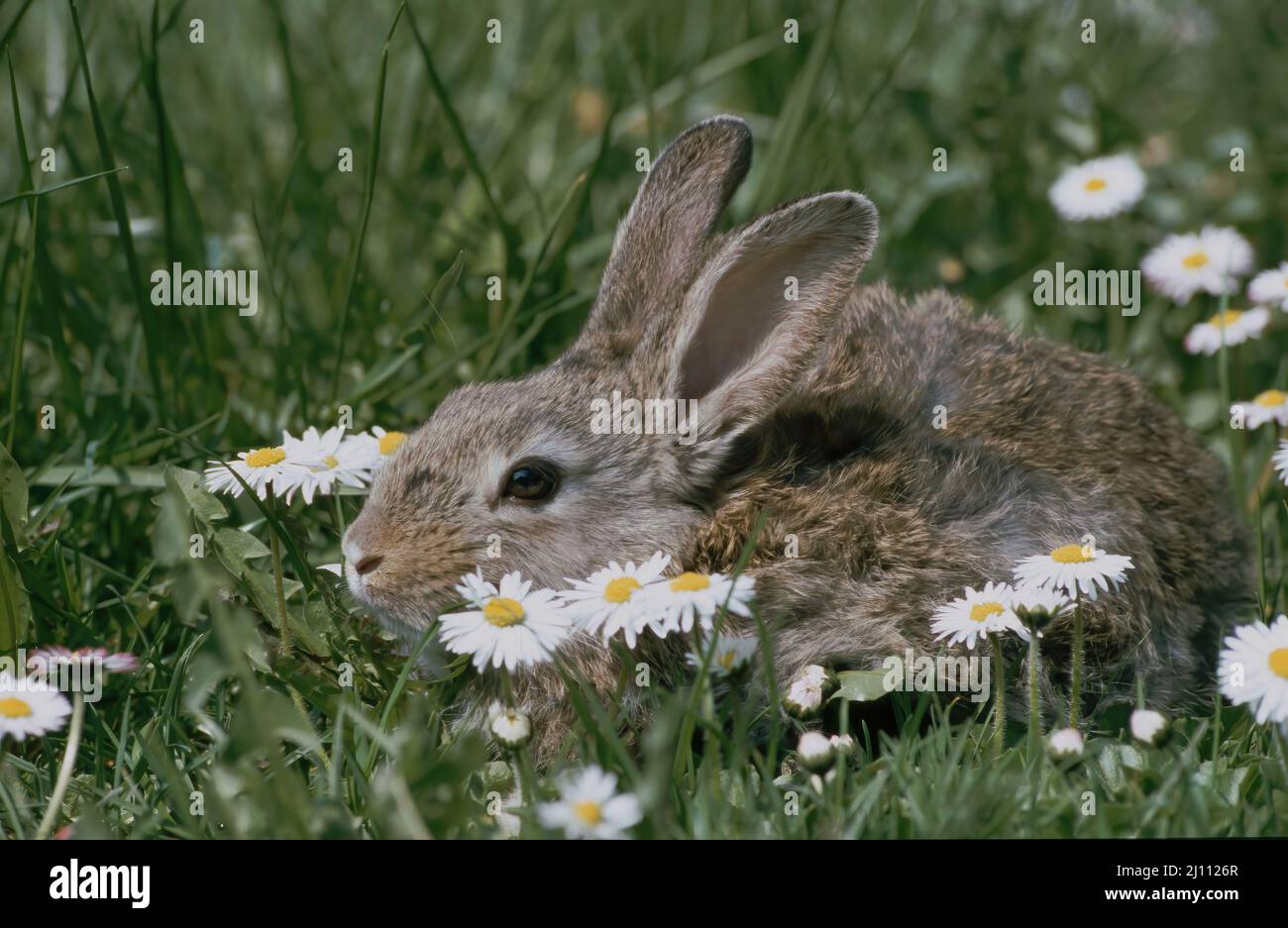 Hase im gras hi-res stock photography and images - Alamy