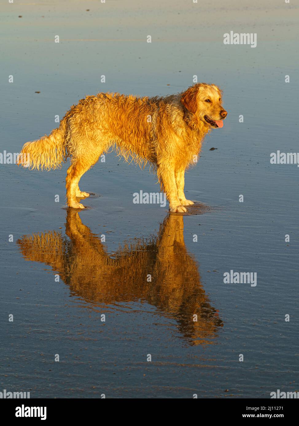 Wet Dog on the beach! Stock Photo