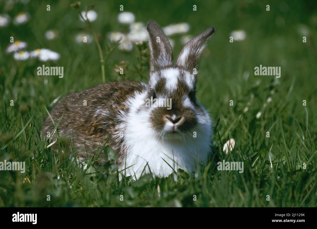 Hase, junger Hase auf einer Frühlingswiese, Häschen Stock Photo
