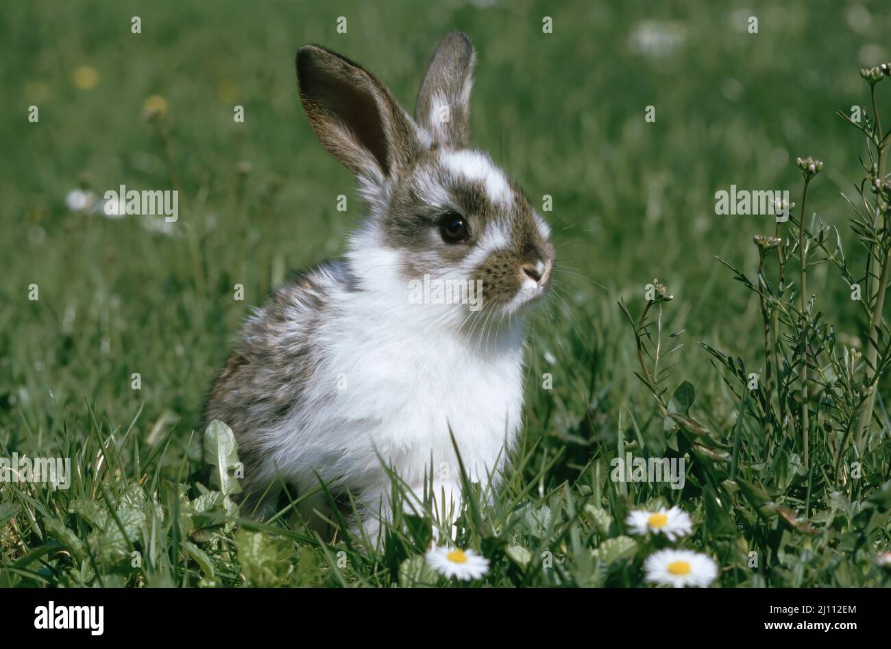 Junger Hase Hi res Stock Photography And Images Alamy junger-hase-hi-res-stock-photography-and-images-alamy