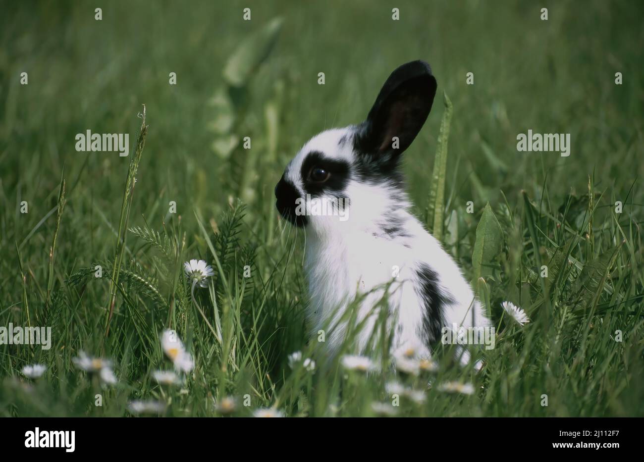Junger Hase Hi res Stock Photography And Images Alamy junger-hase-hi-res-stock-photography-and-images-alamy