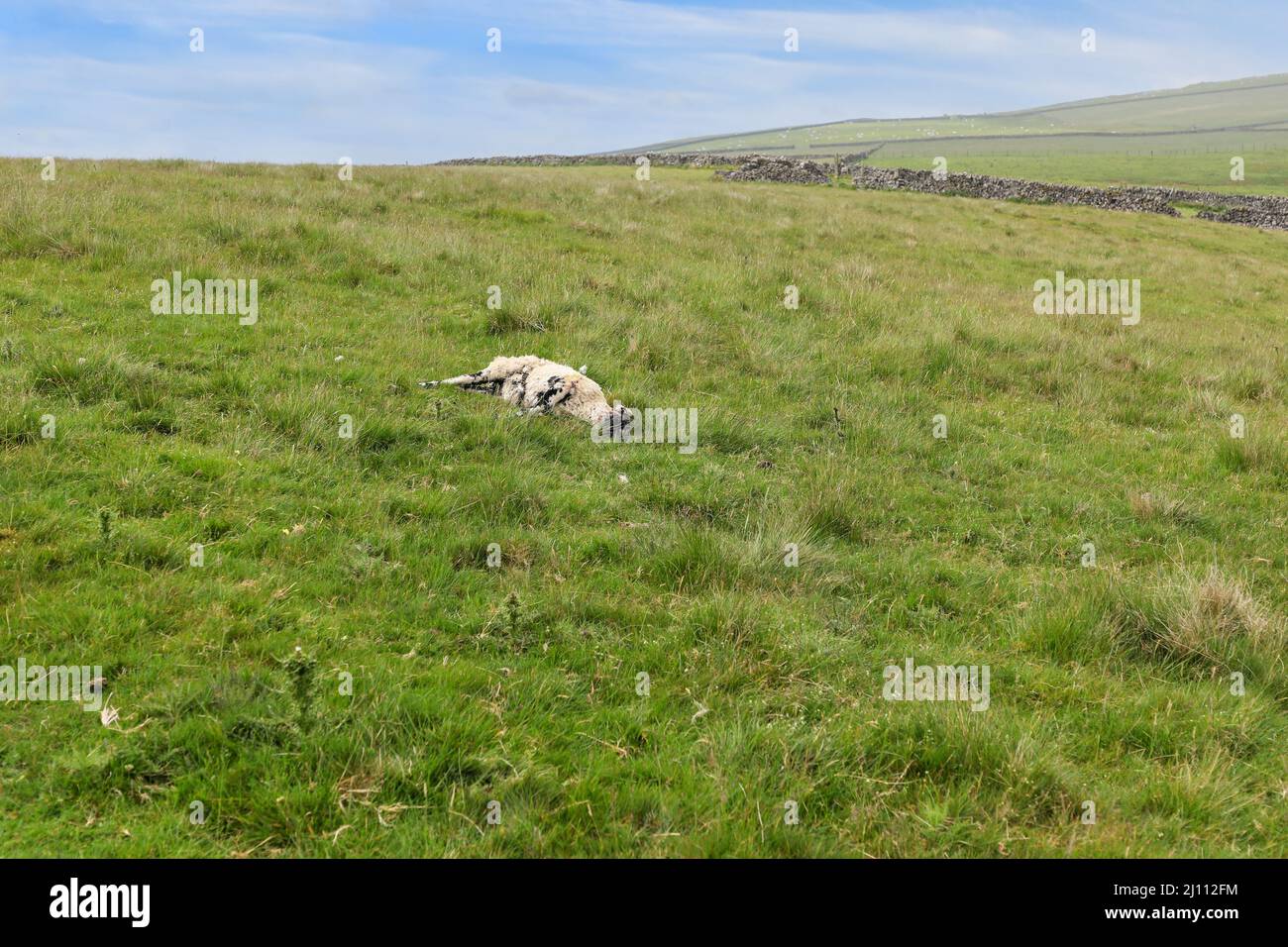 A dead sheep in a field that is decomposing and has been partly eaten by animals Stock Photo