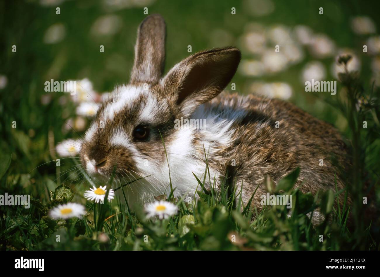 Hase, junger Hase auf einer Frühlingswiese, Häschen Stock Photo