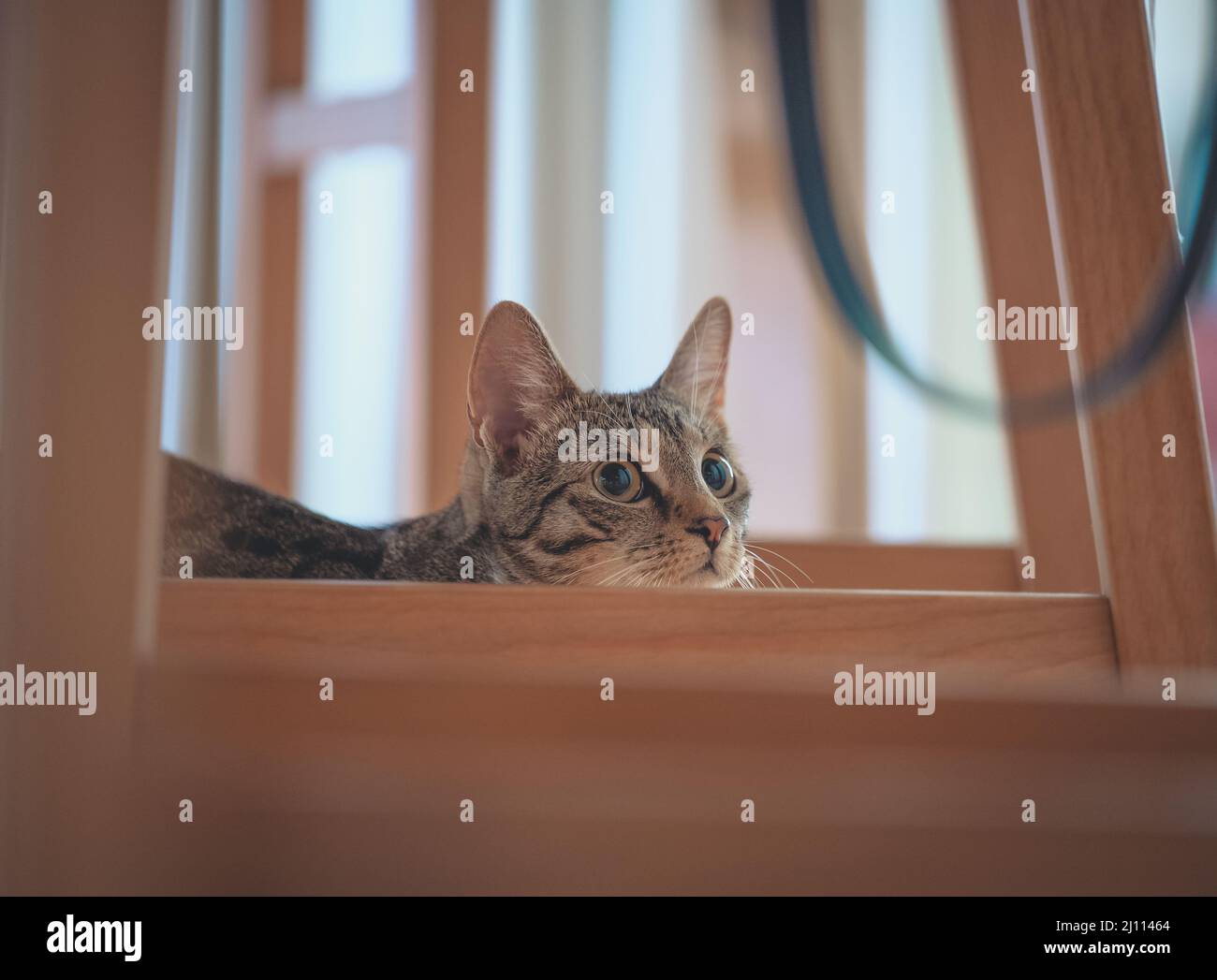 Closeup of a cat looking at the camera, sitting on the floor behind ...