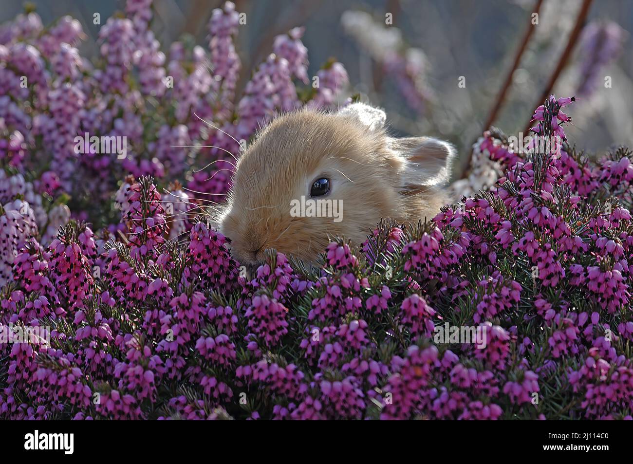 Kleiner brauner Hase versteckt sich in einer blühenden Heidekraut Pflanze Stock Photo