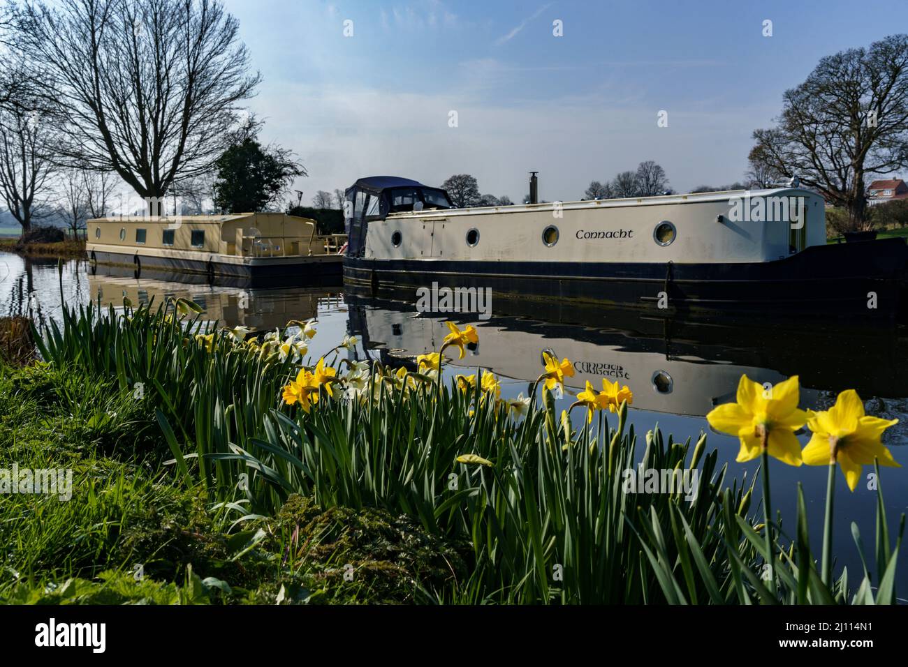 Two barges anchored on Ripon Canal next to yellow daffodils on a peaceful spring morning, North Yorkshire, England, UK. Stock Photo