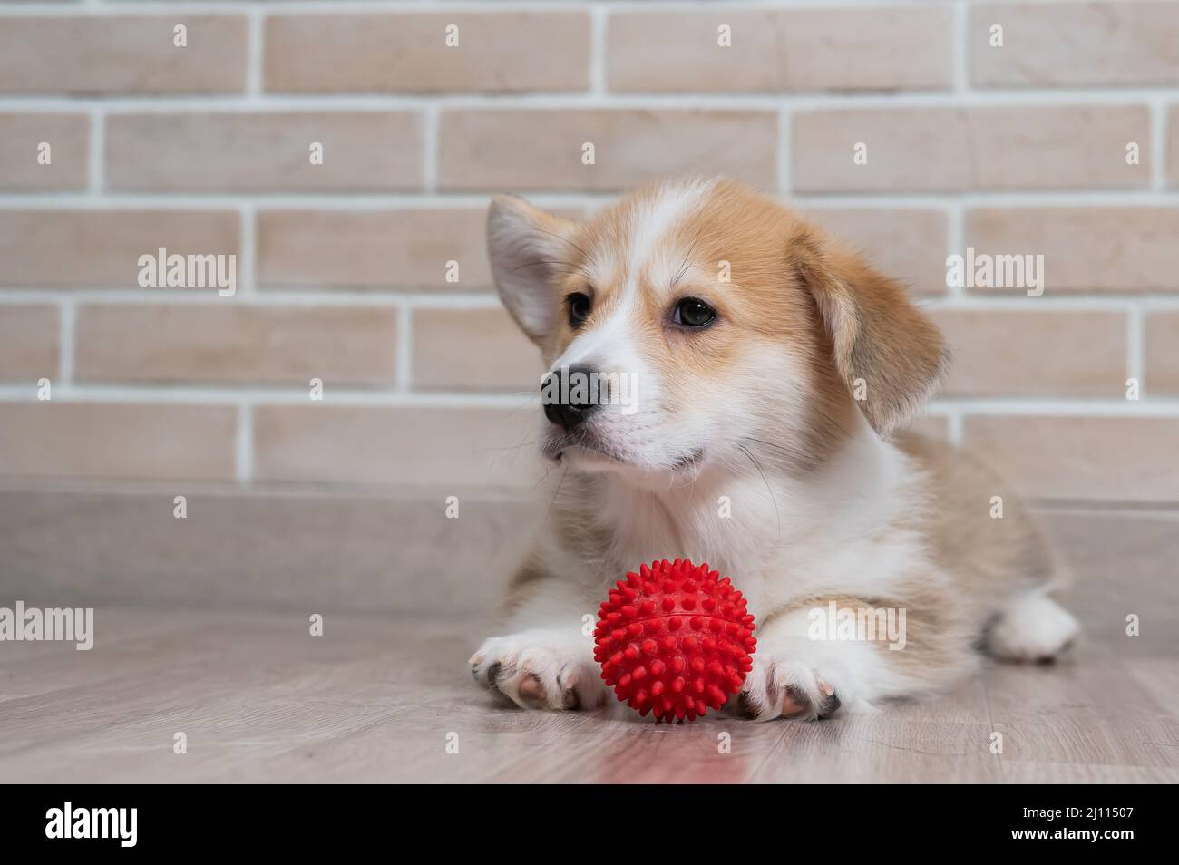 Pembroke puppy playing with a red ball Stock Photo Alamy