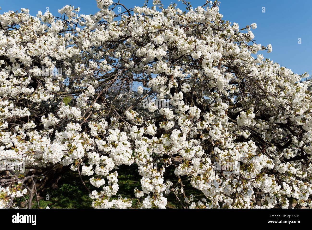 Cherry tree with white flowers in full bloom in the Jardin des Plantes in Paris Stock Photo