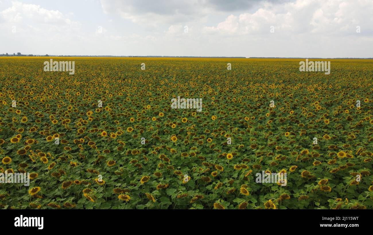 A field of sunflowers under a cloudy sky Stock Photo - Alamy