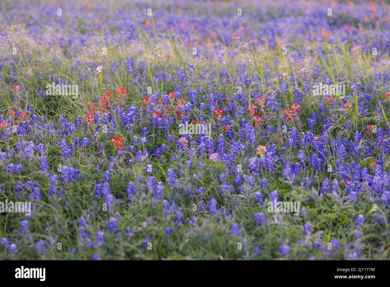 Beautiful Texas field of Bluebonnets in the hill country near Brenham and Ennis. Stock Photo