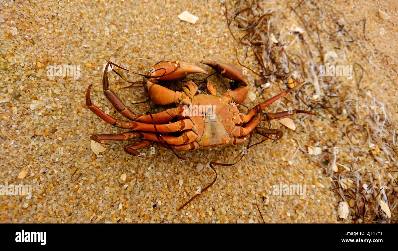 Crab Hull Animal Wildlife in Farol Island Portugal Stock Photo