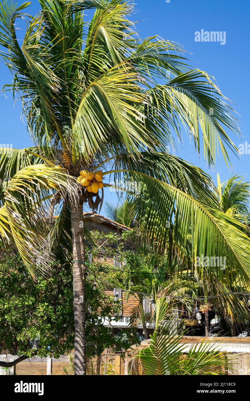 Palm trees with ripe yellow coconuts on the sky background. Healthy ...