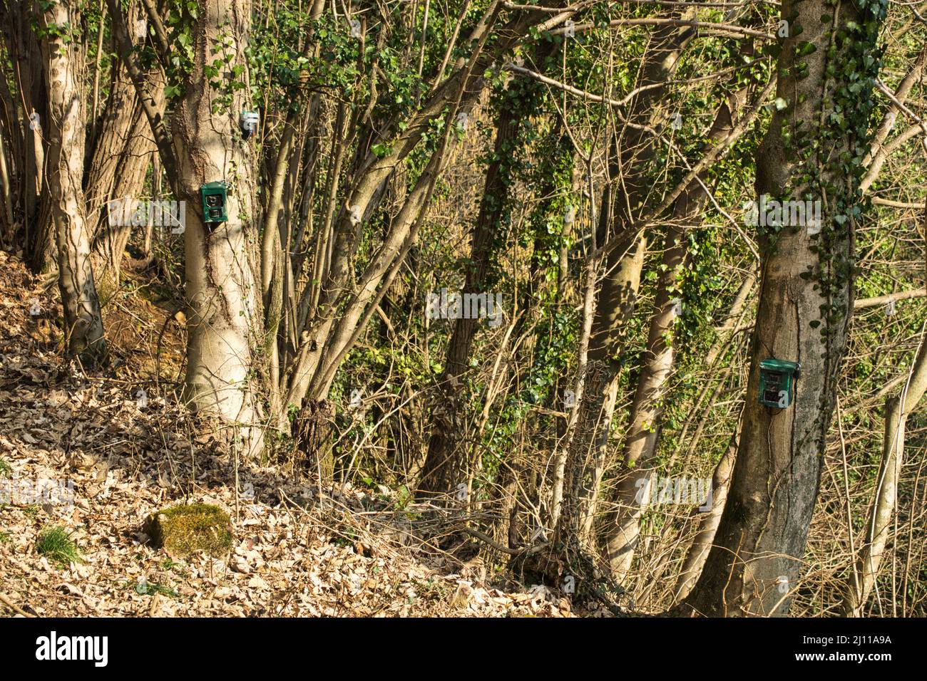 Hunting camera, green camera attached to a tree, used by hunters to spy on wild animals, capturing wildlife such as deer as they walk. Camouflage Nigh Stock Photo