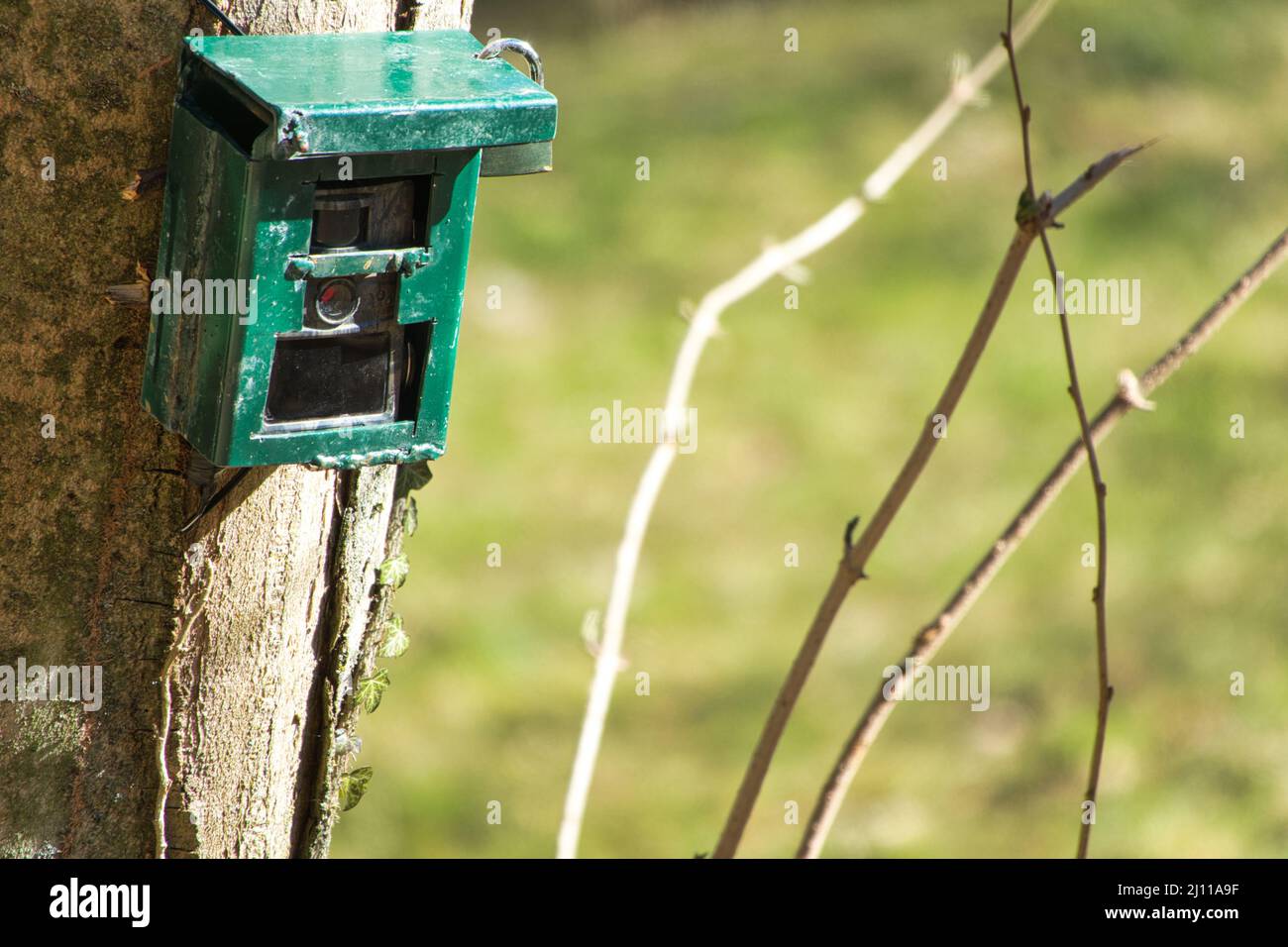 Hunting camera, green camera attached to a tree, used by hunters to spy on wild animals, capturing wildlife such as deer as they walk. Camouflage Nigh Stock Photo