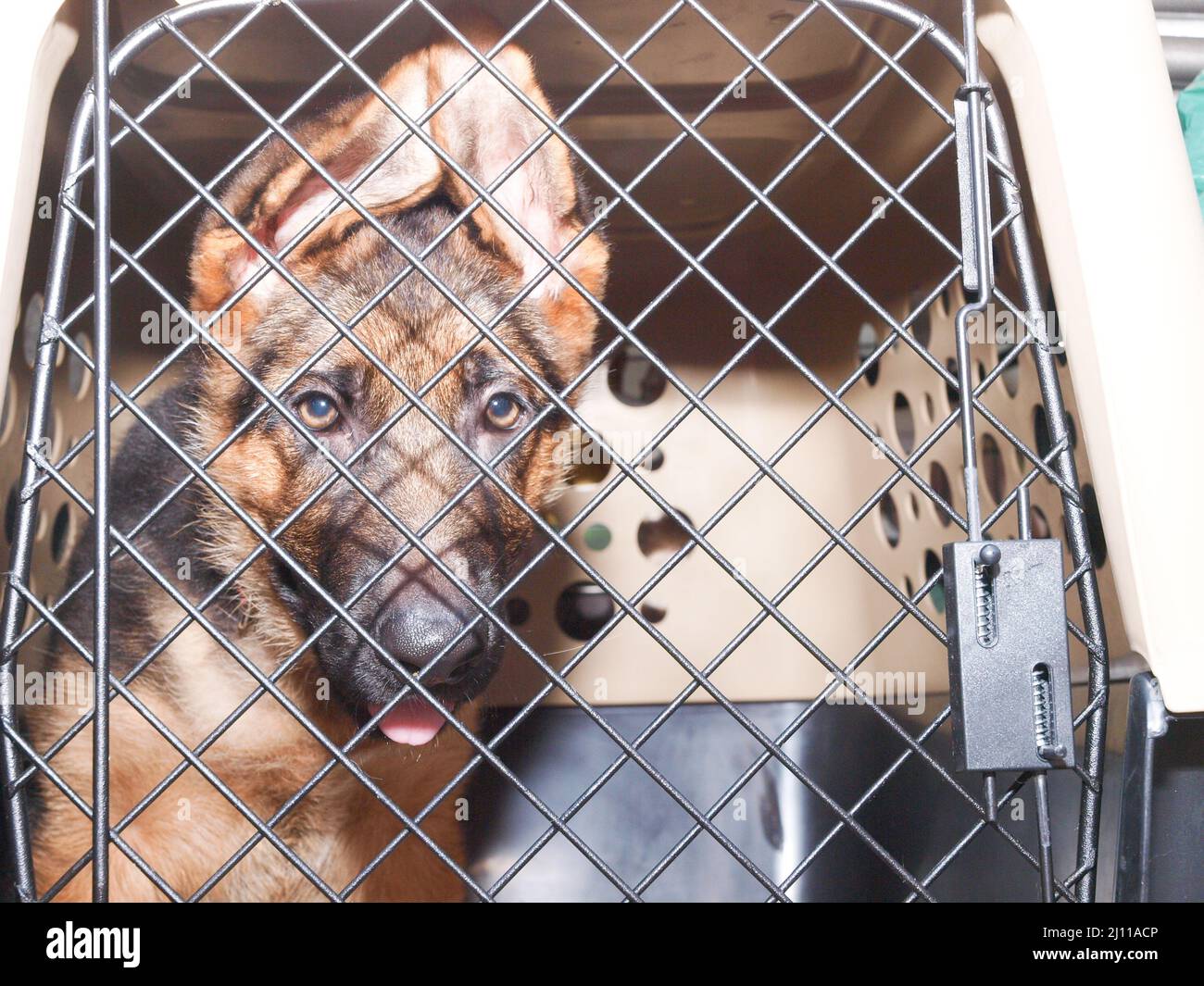 Search and Rescue Dog. Water Rescue Drill Stock Photo Alamy