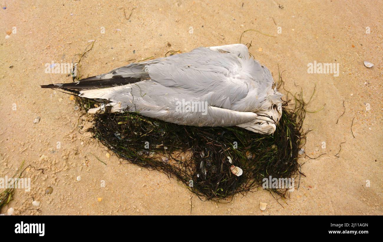 Dead Seagull Animal Wildlife in Portugal Stock Photo