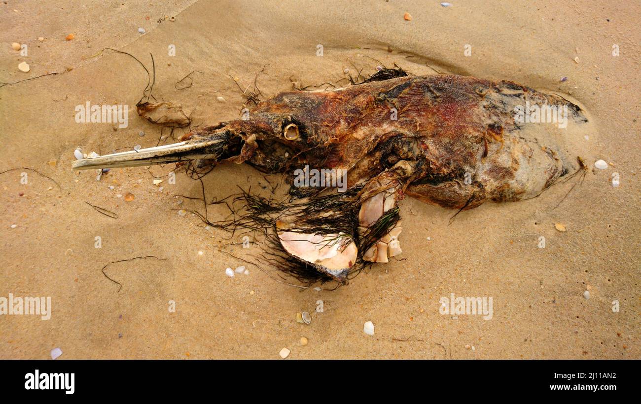 Rotten Doplhin Animal Wildlife in Farol Island Portugal Stock Photo