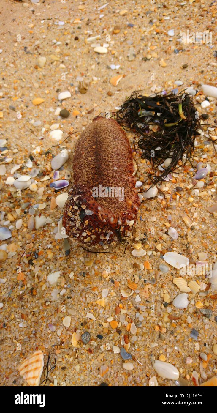 Sea cucumber Animal Wildlife in Farol Island Portugal Stock Photo