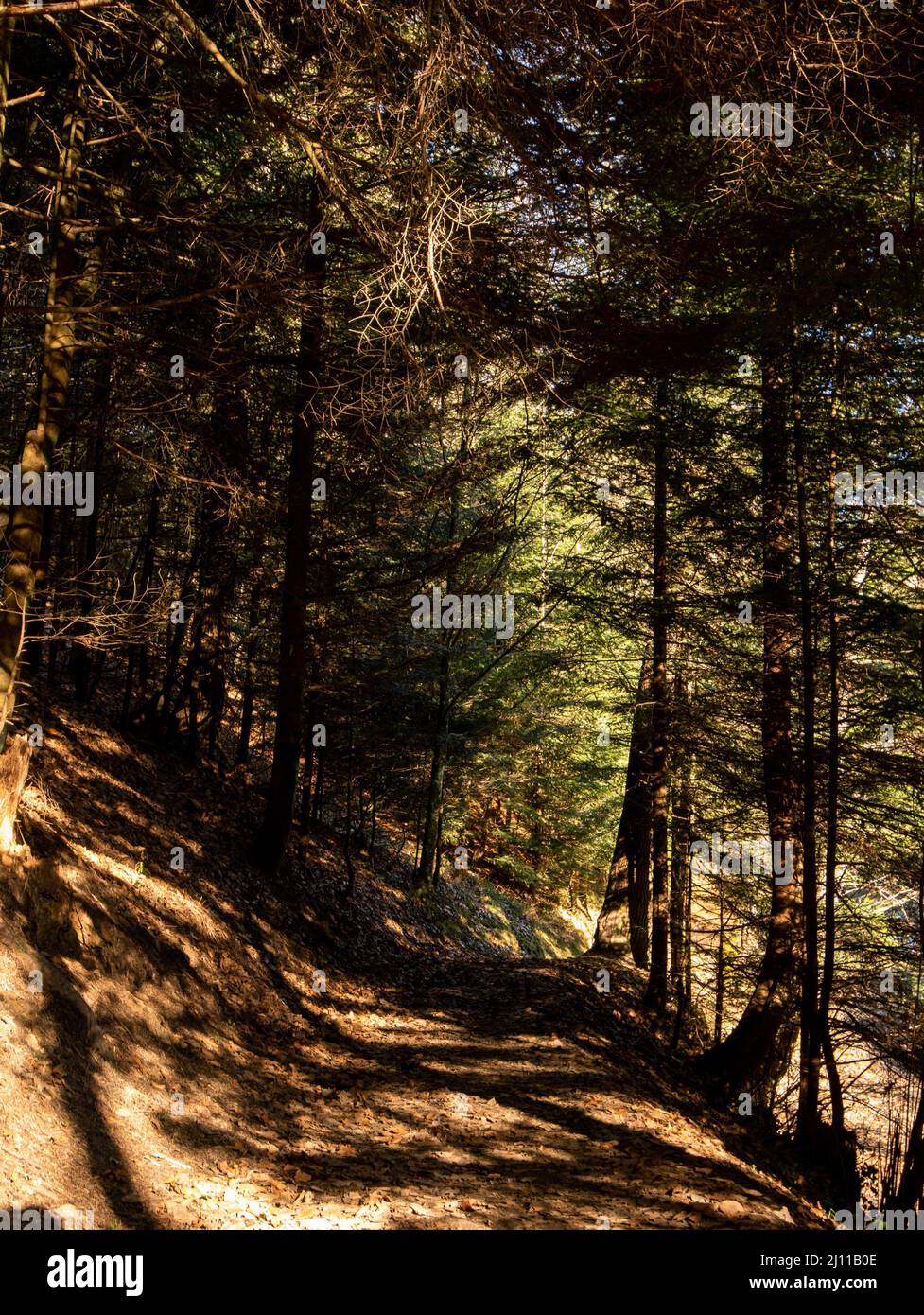 Beautiful vertical shot forest hi-res stock photography and images - Alamy