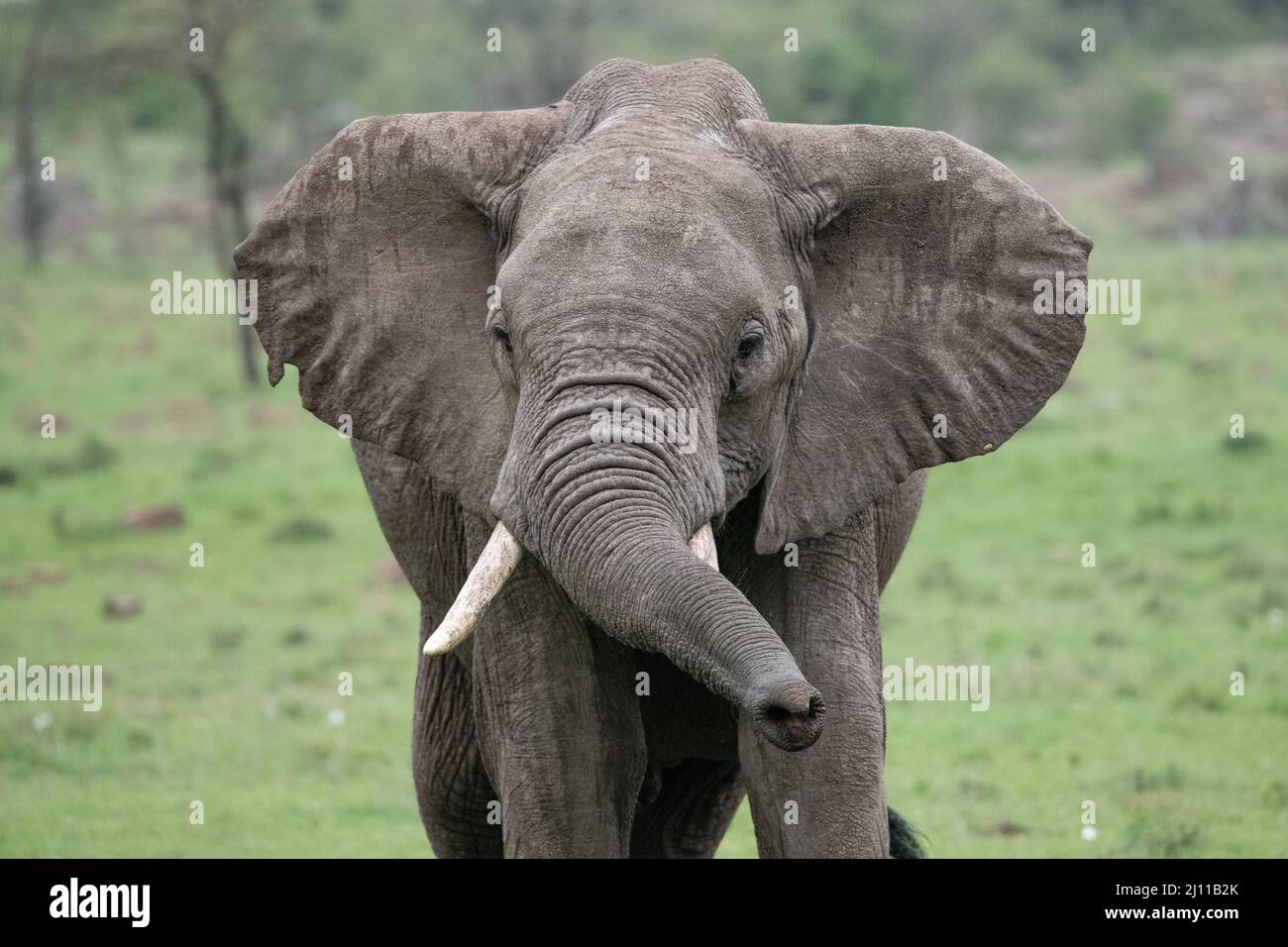 sub adult playful African elephant with trunk extended Stock Photo