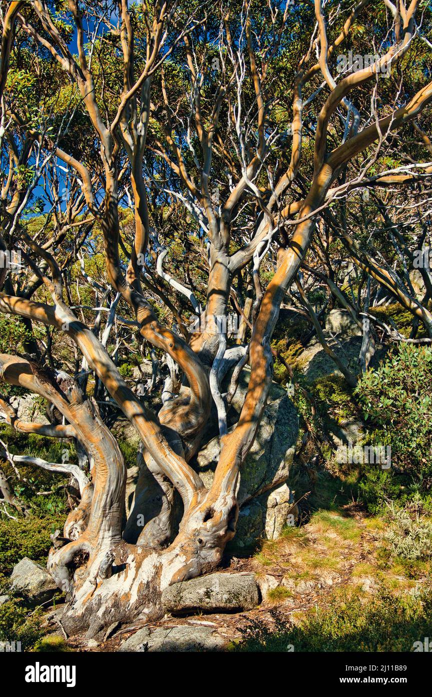 Multi-branched snow gum (Eucalyptus pauciflora) in the mountains of Kosciuszko National Park, New South Wales, Australia Stock Photo