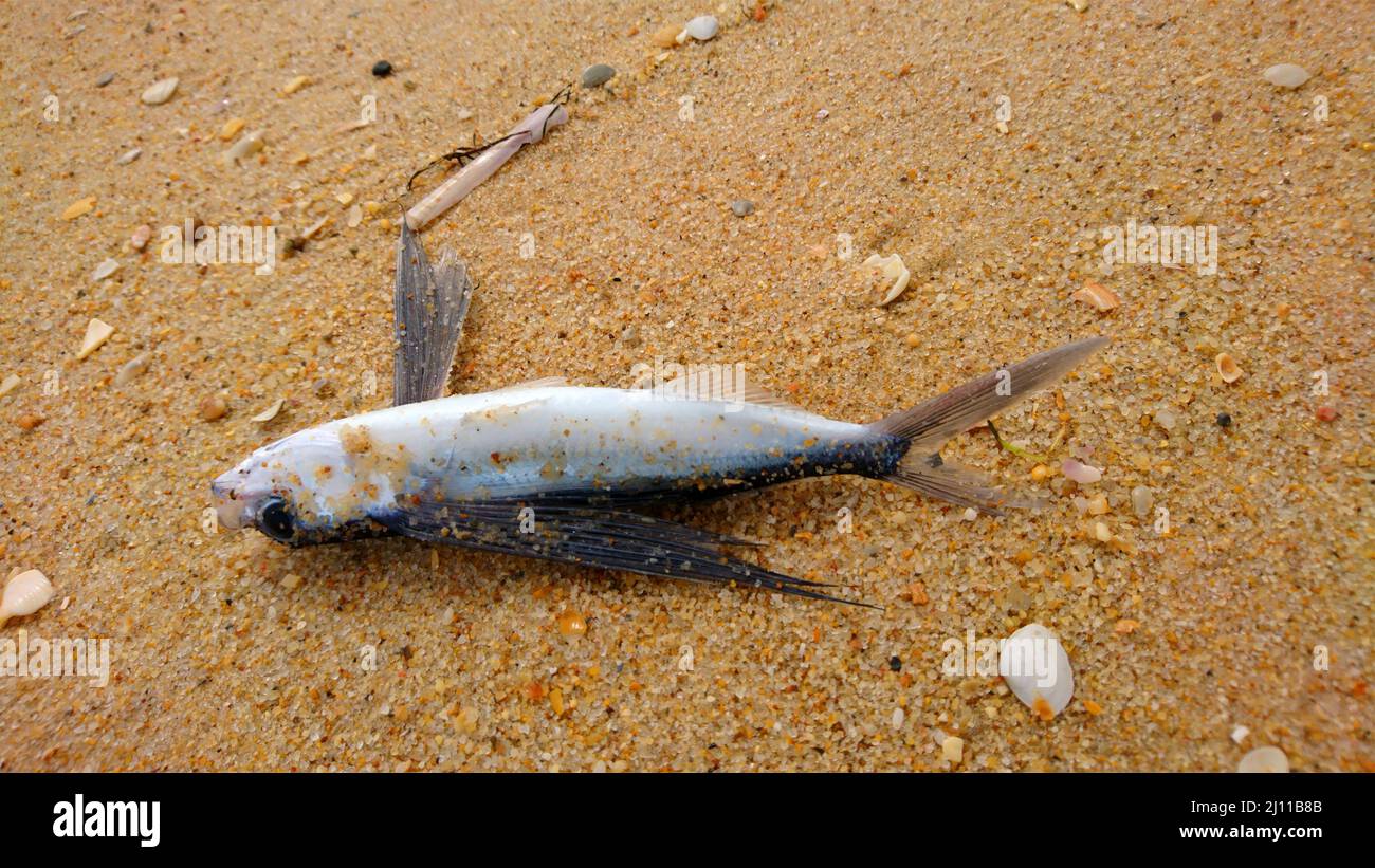 Dead flying fish animal Wildlife in Farol Island Portugal Stock Photo - Alamy Dead flying fish animal Wildlife in Farol Island Portugal Stock Photo - Alamy